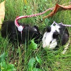 Adjustable Small Pet Harness Leash Gerbil Cotton Rope For Rat Mouse Hamster Pet