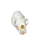 Taxidermy Real Animals Skulls  Real Bones Specimen  Taxidermy Supplies For Sc   