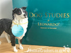 Border Collie Sheepdog Sheep Dog Ornament Sculpture Figurine Leonardo Gift Boxed