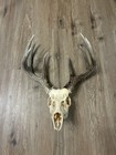 Whitetail Deer European Mount 4x4 Buck Skull Antlers Taxidermy Rustic Decor