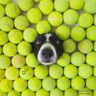 100 Used Tennis Balls - Low Cost Dog Balls -  Free Shipping - Save 10 