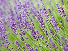 Lavender Seeds  Vera English  Non-gmo  Variety Sizes  Free Shipping