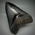 Razor-sharply Serrated 4 25  Fossil Megalodon Shark Tooth - Very Nice sharp Meg 