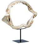 Shark Jaws Jagged Teeth Statue On Display Stand  16 Inch  Bone Hand-cast
