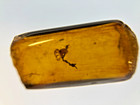 A101 Bu3029 Pseudoscorpion In Burmese Amber Burmite 99mya