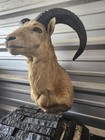Aoudad   Barbery Sheep Shoulder Mount  Taxidermy 