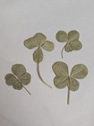 Real Four Leaf Clovers Set Of 4 Natural Lucky Usa Grown
