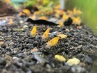 10 Orange High Grade Shrimp Freshwater Neocaridina Aquarium 100  Live Guarantee