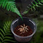 10 Pcs Small Round Spider Terrariums Acrylic Breeding Box For Insect Hatching