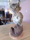 Bobcat Shoulder Taxidermy Pedestal Mount For Sale