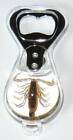 Scorpion Bottle Opener   Magnet