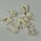 Lot Of 10 Real Coyote Molars Teeth Taxidermy Art Weird Odd Project Unqiue   3688