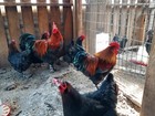 4 Purebred French Black Copper Maran Chicken Fertile Hatching Eggs