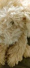 Gund Nayla Cockapoo Dog Furry Stuffed Animal Plush 10 5  Collectible  Realistic