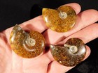 Lot Of Three  Polished  Sutured Ammonite Fossils Mahajanga Madagascar 1 11