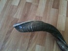 Shofar Kudu Yemenite Horn 43-44  112 Cm Kosher Half Natural Polish Chofar