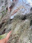 Freshly Collected Spanish Moss Tillandsia Usneoides Air Plant