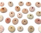 25 Pack Gift Box Natural Pink Sea Urchins 1 5-2  - Nautical   Coastal Crafts