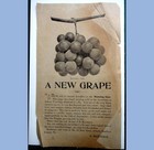 1880 Antique Grape Advertising Broadside Matteson Athens Pa Fruit Wine
