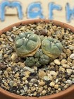 Ariocarpus Astrophytum Aztekium Jourd