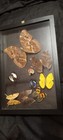 Framed  9  Real Butterflies Display Made In Peru Wall Art Framed 12 1 2    8 3 4 