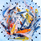 Standard And Butterfly Koi For Sale     Buy Live Koi Fish Online   Toledo Goldfish