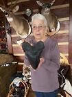 Massive Megalodon Tooth  Replica 9 1 4  Conversation Piece Black