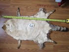 Tanned Raccoon Pelt With Feet Claws Winter Hide Skin Animal Fur Good Leather