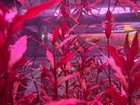 In Your Face Plant Pack Live Aquatic Plants Shrimp Fish Aquascape Aquarium Plant