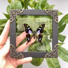 4 Insect Framed