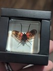 Spotted Lanternfly  Specimen Insect  Taxidermy Oddity Resin Curiosity 