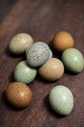 12 Exotic Mystery Pack Button Quail Hatching Eggs Chinese Painted Special Rare