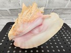 6 5 x5 5 x6 5  - Vintage Large Multi Point Conch Seashell - Yellow   Pink Tones