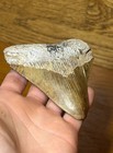 Nice Honey Gold Megalodon Tooth Shark Fossil Pliocene