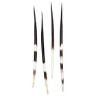 Porcupine Quill Preserved Specimen