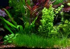  buy 2 Get 1 Free  Dwarf Hair Grass Carpet Portion Easy Live Aquarium Plants     