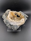 5 5  Mercenaria Permagna Clam Fossil Golden Calcite Crystal Rucks Pit Florida