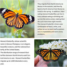 2024 New 55  Monarch Butterfly Kite For Kids And Adults Large Kites Easy To Fly