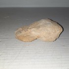 Eretmocrinus Tentor Crinoid Fossil