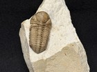 Trilobite-bob Carroll Prep Oklahoma Black Cat Mountain Kaniops-fossils Crinoid