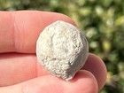 Russia Fossil Cystoid Echinosphaerites Aurantium Echinoderm Ordovician