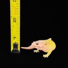 Kaiyodo Blizzard Leopard Gecko Capsule Q Museum Encyclopedia Figure Japan