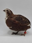 36  Celadon Coturnix Quail Hatching Eggs