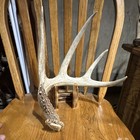 Deer Antler Shed