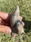 Megalodon Shark Tooth Deformed Pathological Museum Quality Specimen S  Carolina
