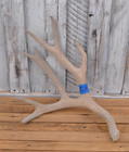 Monster Mule Deer Antler - Deer Shed 91in    Collectors