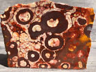 3 X Orbicular Leopard Birdseye Rainforest Jasper Agate Lapidary Rough Slab Lot