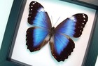Real Framed Violet Butterfly Morpho Helenor Violaceus Classic Black Display