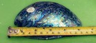 Abalone Shell From New Zealand Known As Paua