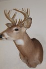 Whitetail Deer Head Shoulder Mount Taxidermy Cape Shed Antler Mule